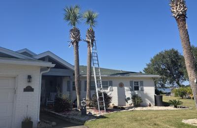 Tree service photo